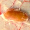 Granuloma postvacunal subcutáneo inducido por aluminio en oveja. Este tipo de reacciones inflamatorias crónicas se evitan con el uso de los adyuvantes biocompatibles testados en el trabajo