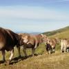 Imagen de vacas en la Finca Experimental La Garcipollera del CITA