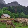 Vacas pastando en La Garcipollera