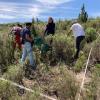 Recogida plantas aromáticas para proyecto CARUSO