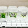 cita-imagen de vegetales en el laboratorio