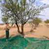 Agricultores recogiendo almendra