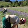 Imagen de un campo de cultivo de plantas aromáticas con dos personas recolectando