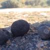 imagen de varias trufas sobre una roca