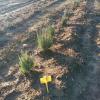 campo de cultivo de plantas aromáticas del proyecto BIOVALOR