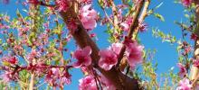 Finaliza el proyecto ADAPFRUTCC con claves para adaptar la fruticultura al cambio climático