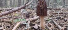 Imagen de un hongo en el bosque