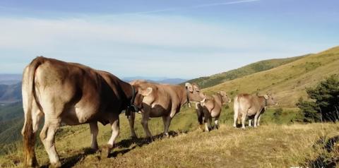 Imagen de vacas en la Finca Experimental La Garcipollera del CITA