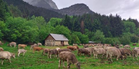 Vacas pastando en La Garcipollera