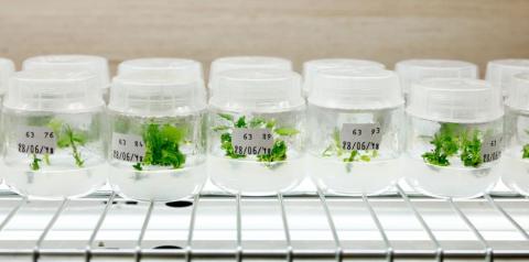 cita-imagen de vegetales en el laboratorio