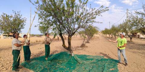 Agricultores recogiendo almendra