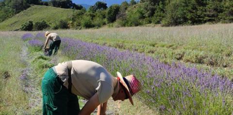 Imagen de un campo de cultivo de plantas aromáticas con dos personas recolectando