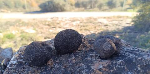 imagen de varias trufas sobre una roca