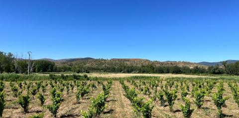 Imagen de un campo de cultivo del CITA