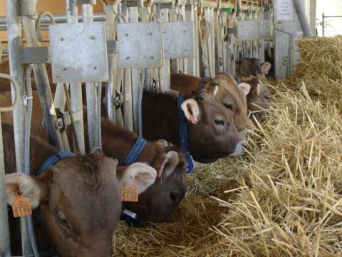 imagen de ganado bovino alimentándose
