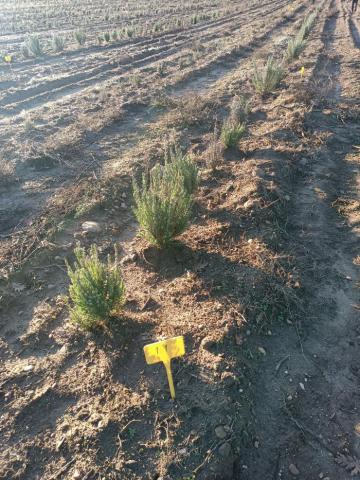 campo de cultivo de plantas aromáticas del proyecto BIOVALOR