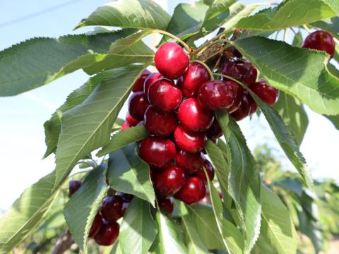 imagen de cerezas en el árbol