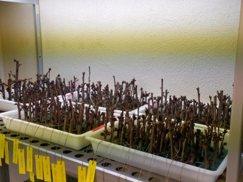 Imagen de laboratorio de vegetales