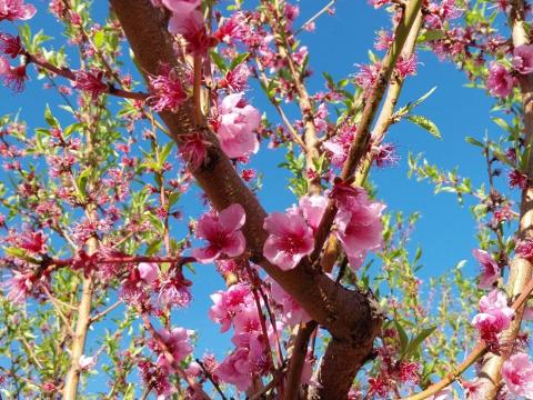 Finaliza el proyecto ADAPFRUTCC con claves para adaptar la fruticultura al cambio climático