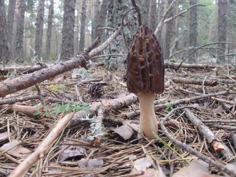 Imagen de un hongo en el bosque