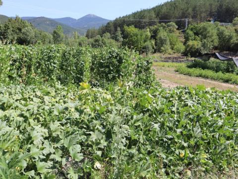 Cuatro proyectos transfronterizos en los que participa el CITA impulsan la innovación agroalimentaria en los Pirineos