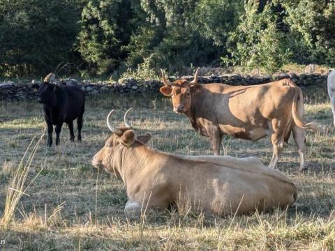 El CITA participa en el proyecto europeo LIFE EFACC para adaptar la ganadería de rumiantes al cambio climático