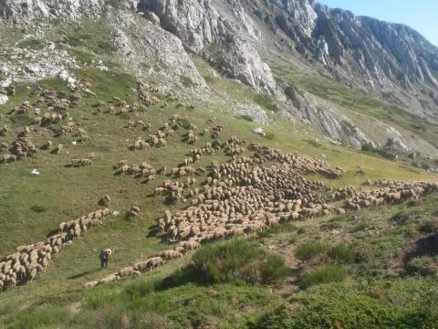 El proyecto europeo CoCo, en el que participa el CITA, se suma oficialmente al Año Internacional de los Pastizales y los Pastores 2026